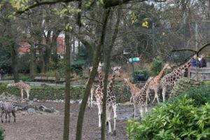 Noorder-Dierenpark-Savanne-2012