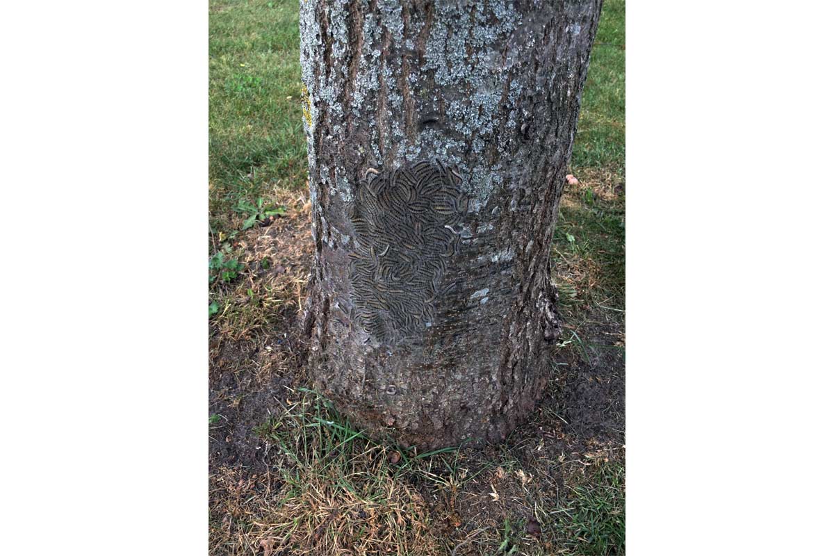 eikenprocessierups-2