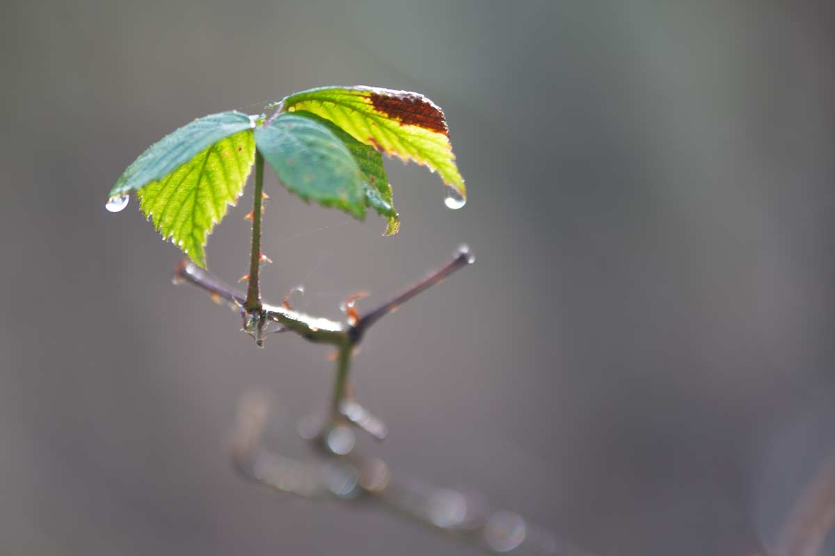 braamblad-winter_7462