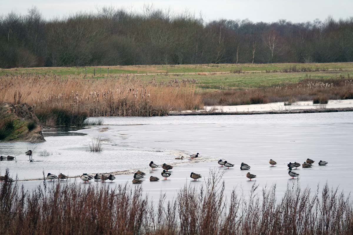 Bargerveen_MSL00406W