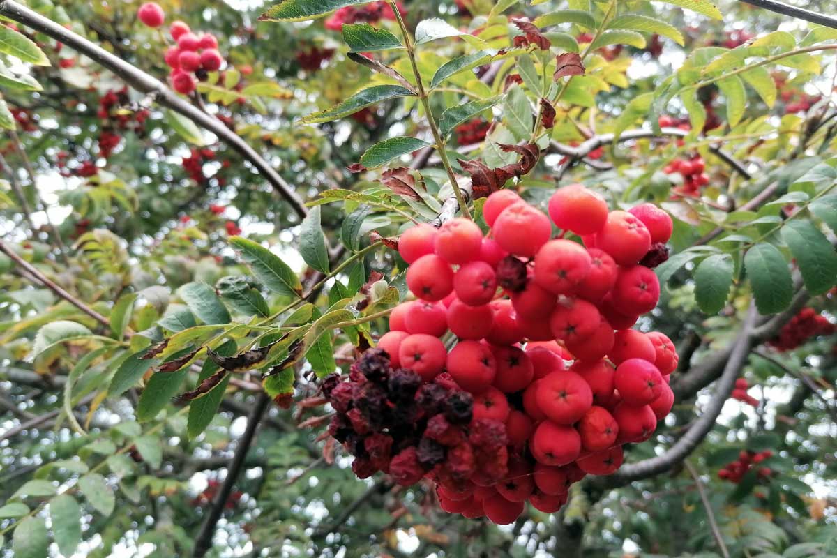 Wilde_Lijsterbes_2022