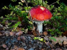 paddestoel_rood_berm-04499