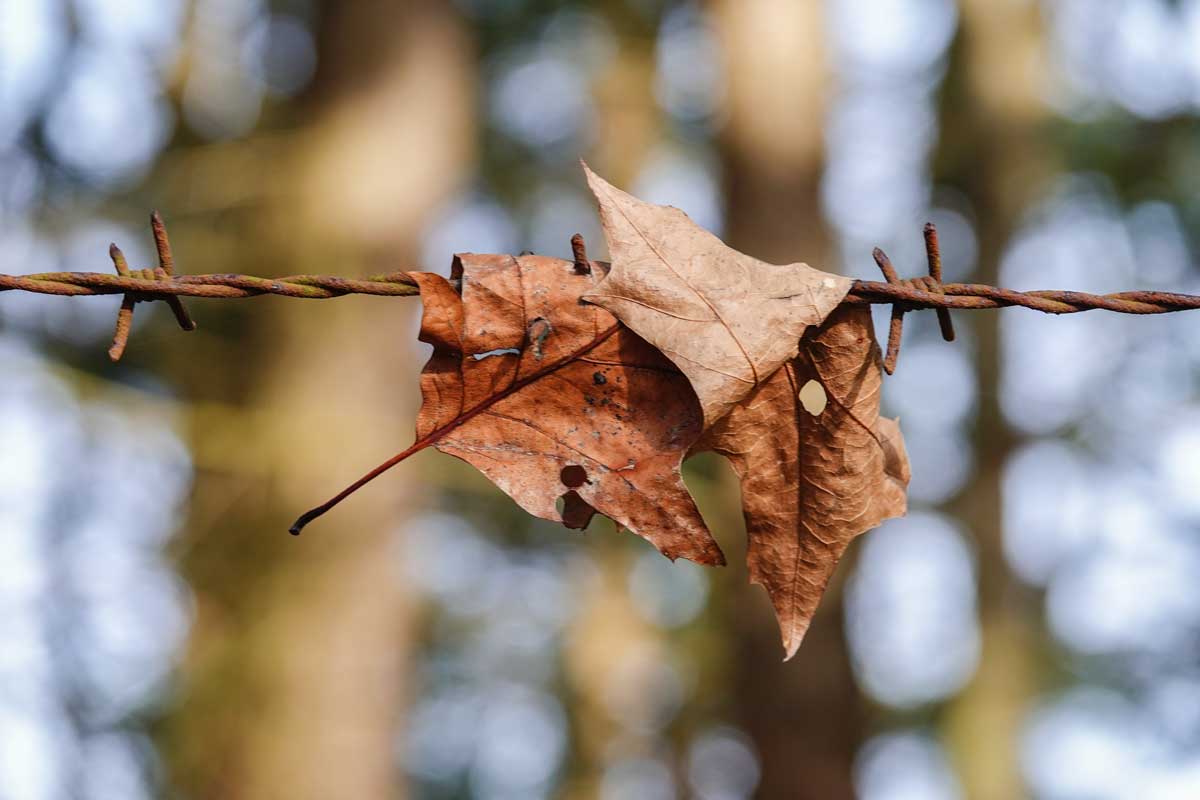 prikkeldraad-herfst-MSL07010