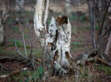 Berk_Bargerveen-MSL_7329