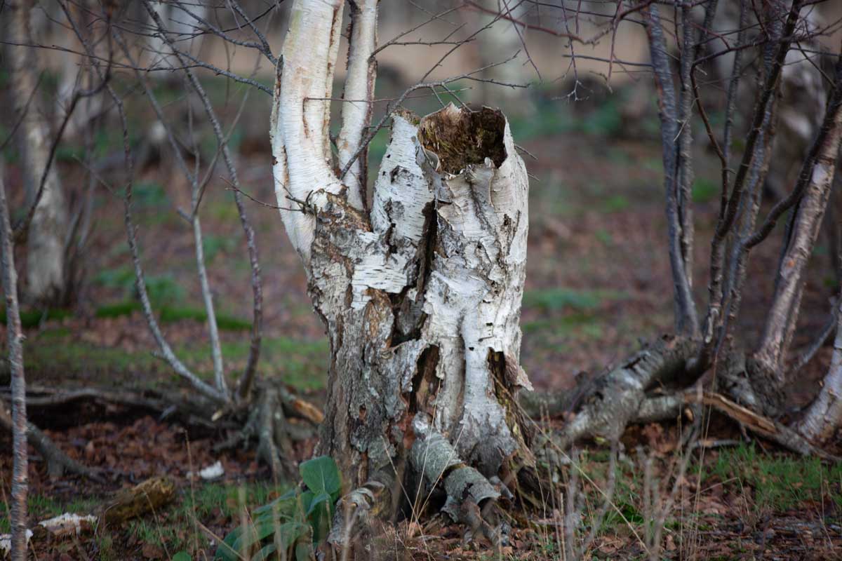 Berk_Bargerveen-MSL_7329