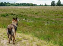 schaapskudde-met-hond_MSL8750web