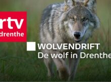 wolvendrift-RTV-Drenthe