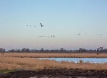 Grote-stille-heide_Bargerveen-2022_7323