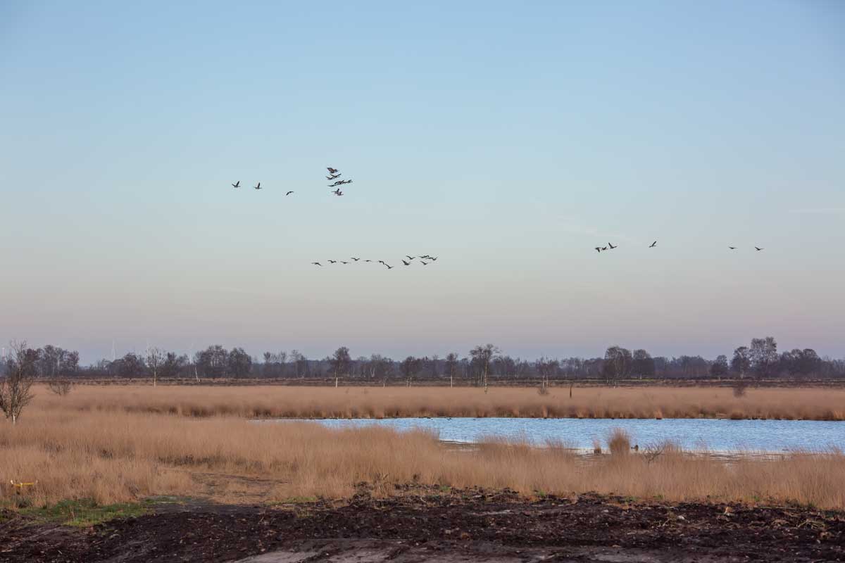 Grote-stille-heide_Bargerveen-2022_7323