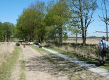 Heide_herder-schaapskudde-1000805