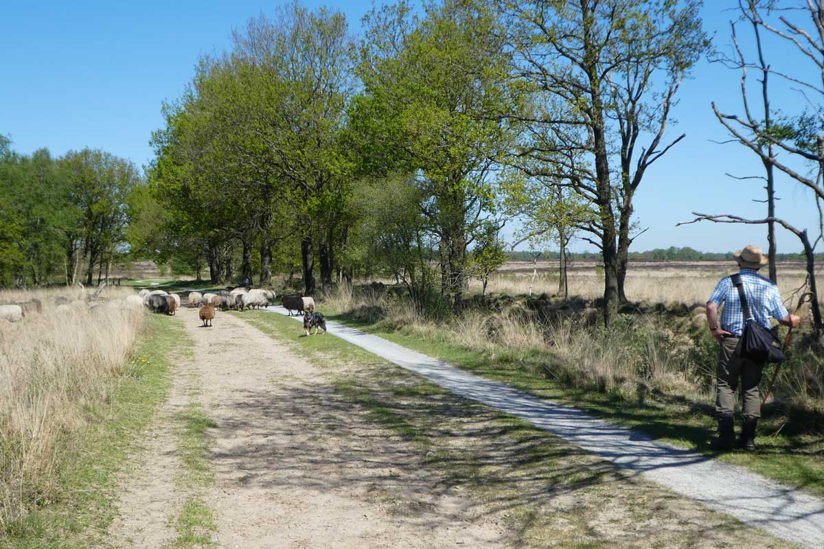 Heide_herder-schaapskudde-1000805