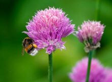 Hommel-op-bloem_MSL9600