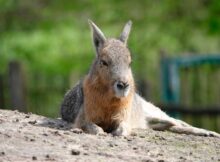 Dierentuin_haas_MSL0854