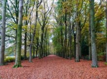 Bos_Ter_Apel_FHL5976W