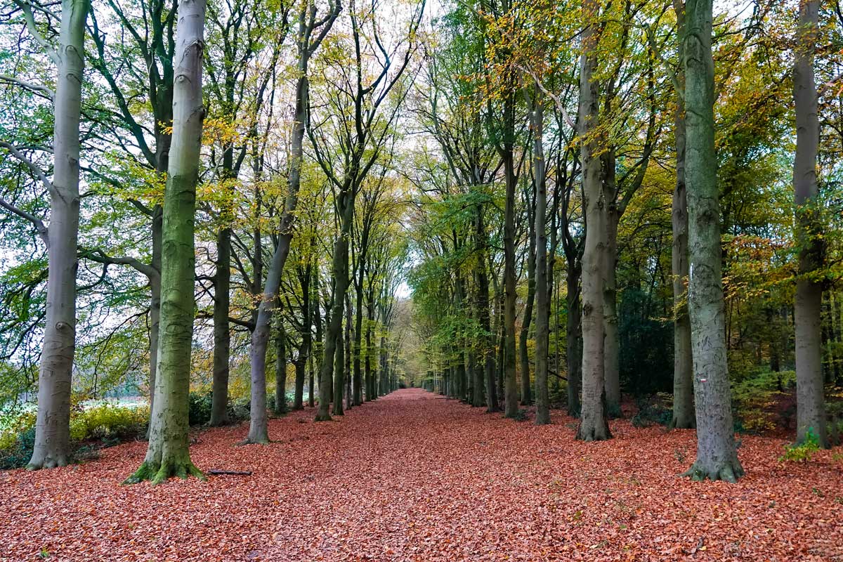 Bos_Ter_Apel_FHL5976W