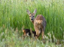 ree-met-jong-foto-karla-leeftink-het-drentse-landschap