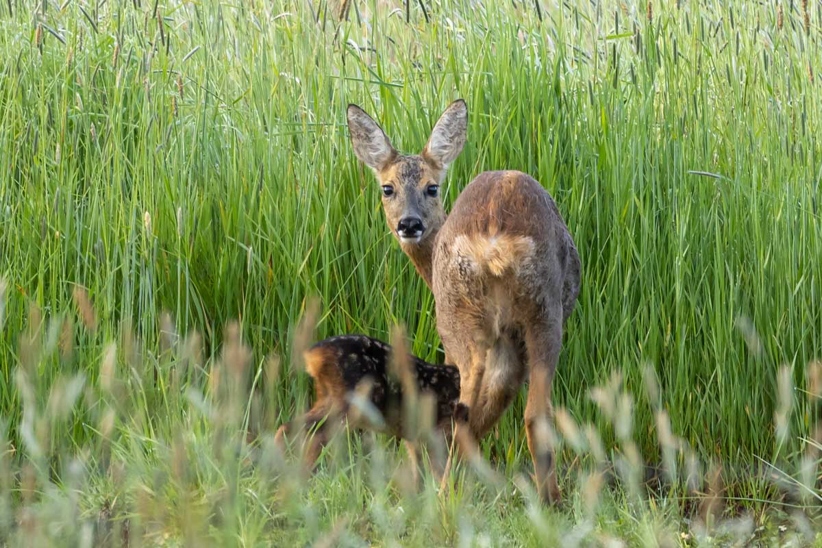 ree-met-jong-foto-karla-leeftink-het-drentse-landschap