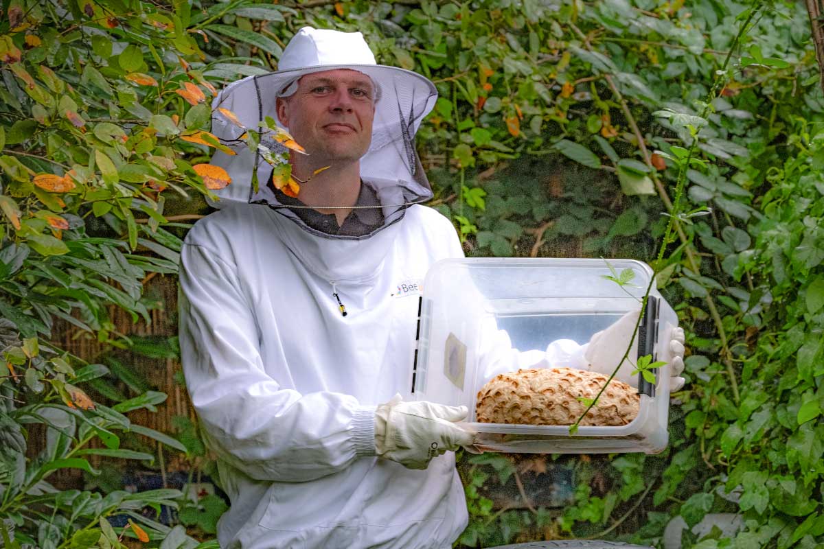 Wespennest-verplaatsen-2025