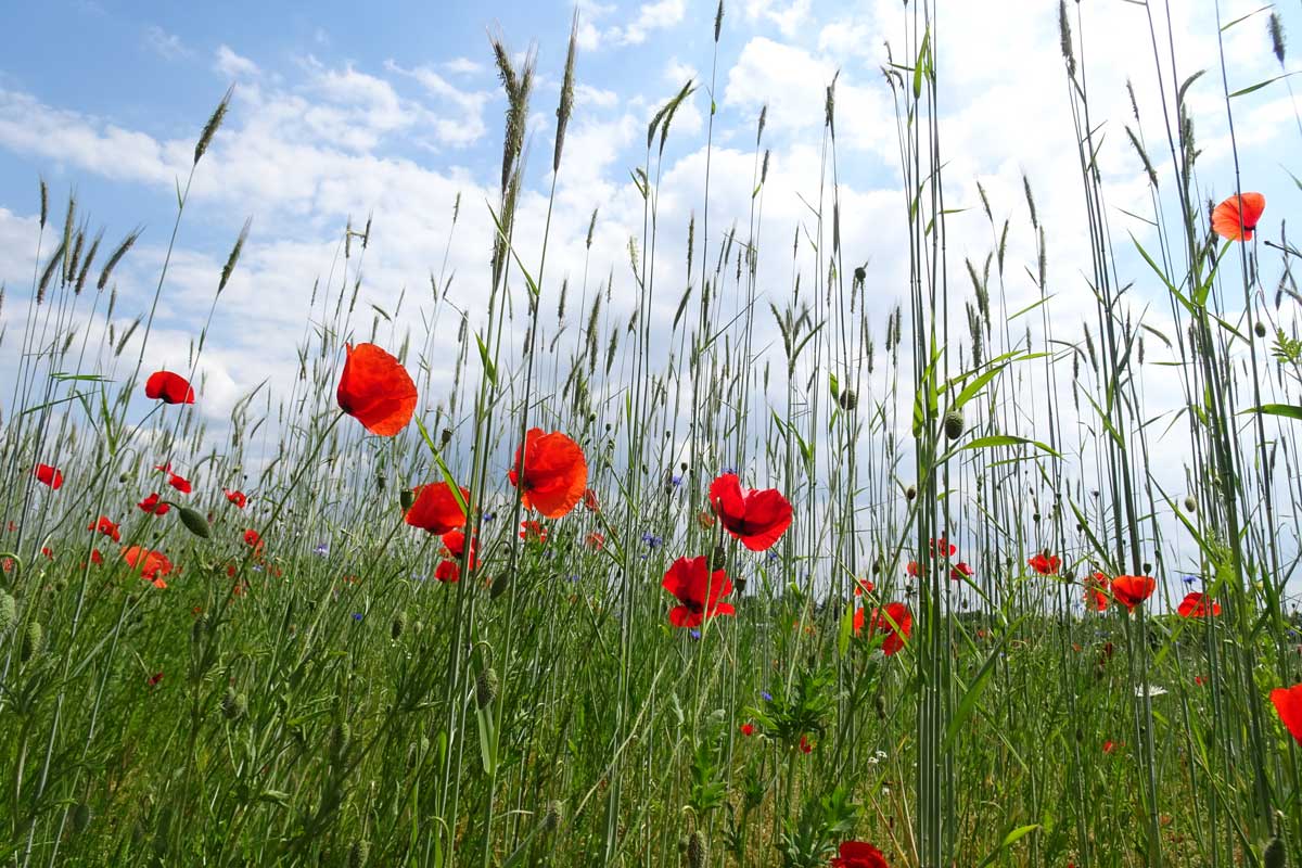 klaproos-met-blauwe-hemel