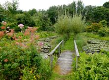 tuin-vijver-bloei