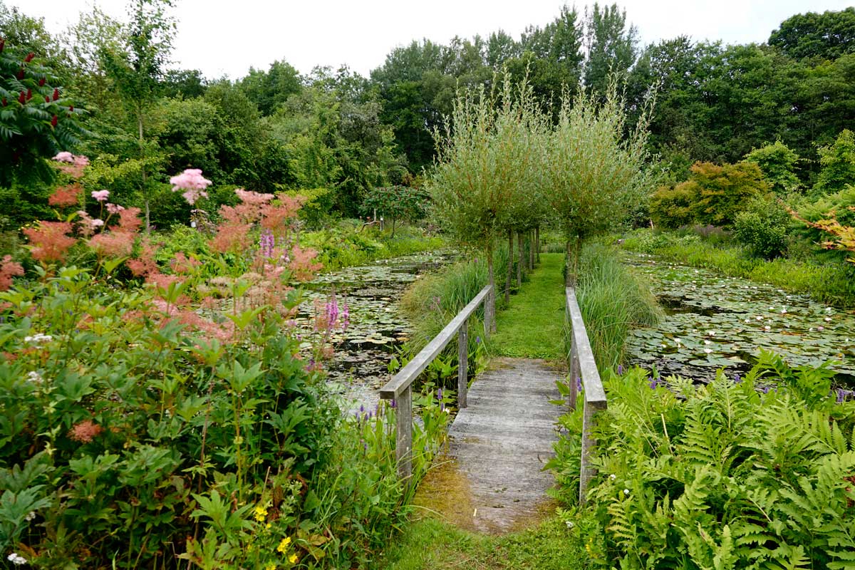 tuin-vijver-bloei