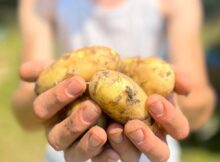 aardappeloogstfeest