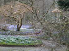 Krokussen-tuin-Overcingel-©-Het-Drentse-Landschap-webKrokussen-tuin-Overcingel-©-Het-Drentse-Landschap-web