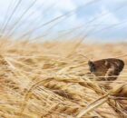 Boerenlandvlinder-oranjezandoogje