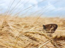 Boerenlandvlinder-oranjezandoogje