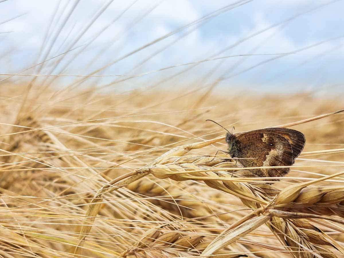 Boerenlandvlinder-oranjezandoogje