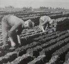 Foto-Veenarbeiders-3.Wjpg