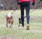 wandelen-honden