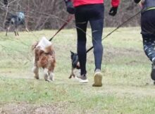 wandelen-honden