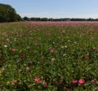 papaverveld-naast-de-Rademaker_2026
