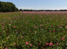 papaverveld-naast-de-Rademaker_2026