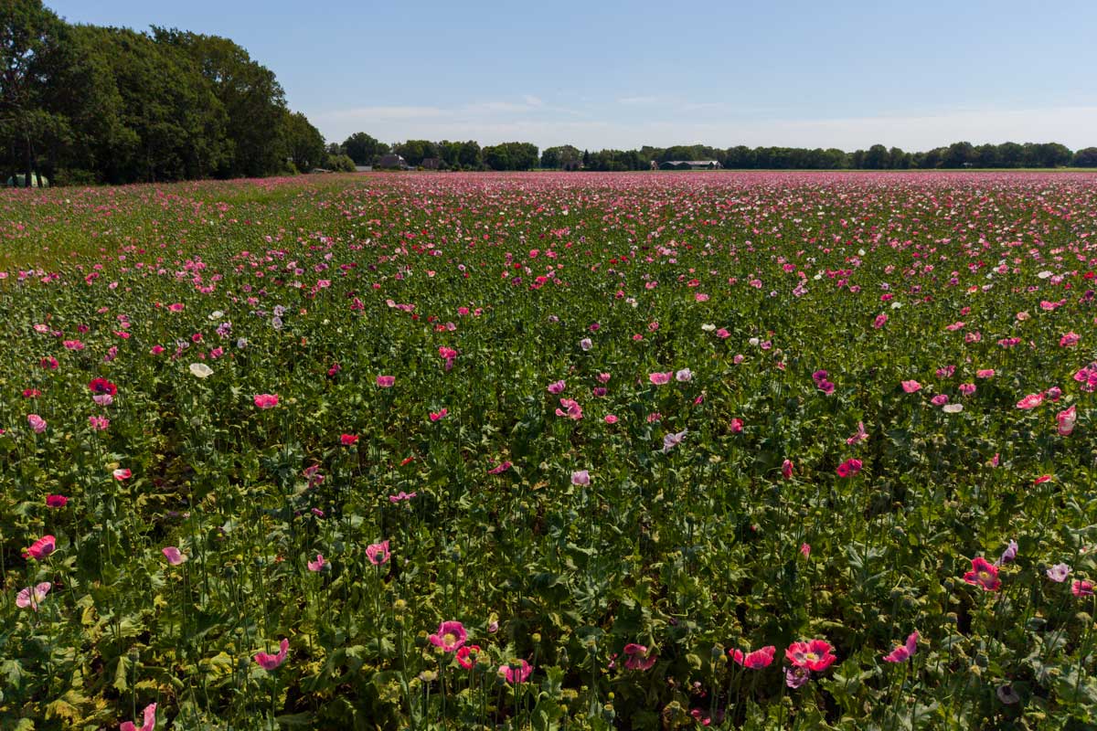 papaverveld-naast-de-Rademaker_2026