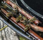 Gewone-wespen-op-buffetje-met-zoetigheid-web