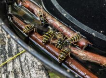 Gewone-wespen-op-buffetje-met-zoetigheid-web