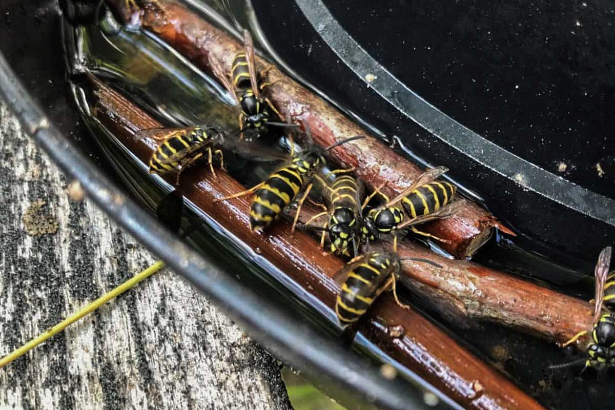 Gewone-wespen-op-buffetje-met-zoetigheid-web